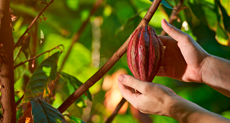 Cabosse Naturals ingredientes de la fruta del cacao