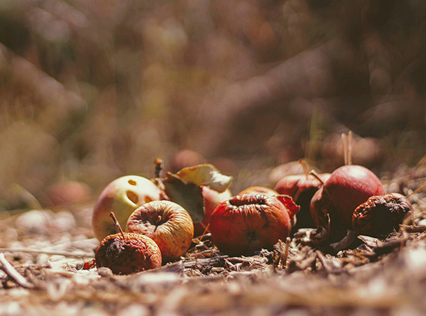 desperdiciamos un tercio de los alimentos